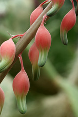 Gasteria bicolor var. bicolor