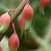 Gasteria bicolor var. bicolor