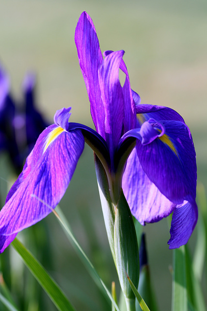 "Purple the sails, and so perfumed that the winds were love-sick with them" - Shakespeare