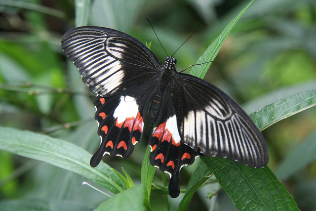 Female Common Mormon Butterfly (Papilio polytes) Female Common Mormon Butterfly (Papilio polytes)