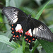 Female Common Mormon Butterfly (Papilio polytes)