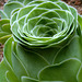 Green Rose Buds (Grenovia aurea)