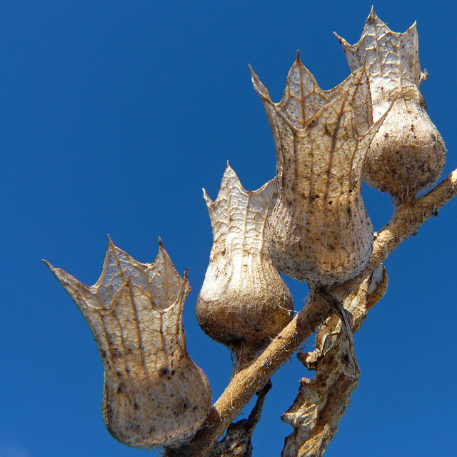 Black Henbane seedpods