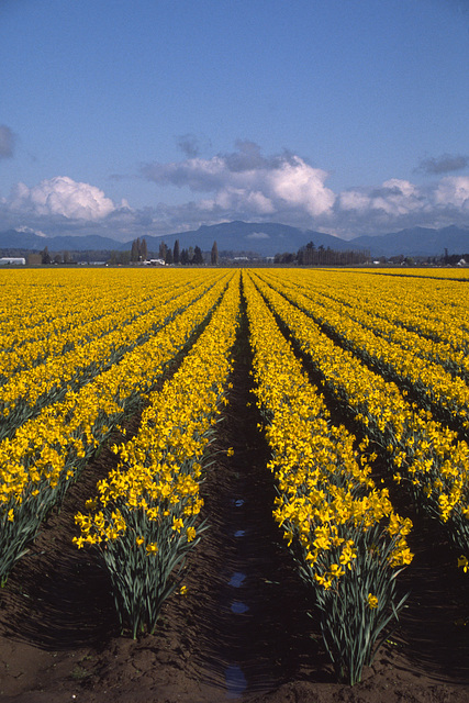 Skagit Valley Daffodils