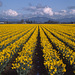 Skagit Valley Daffodils