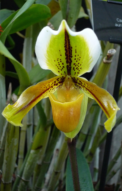 Paph