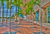 Palm Tree Promenade