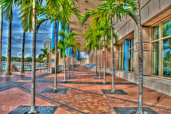 Palm Tree Promenade