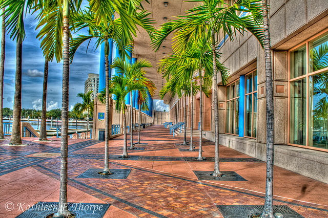 Palm Tree Promenade