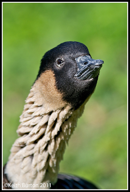 NeNe Goose 1