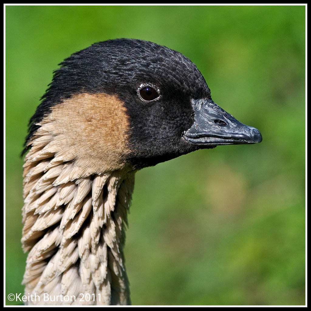 NeNe Goose 2