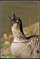 NeNe Goose 3