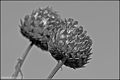 Seed head