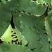 Agave potatorum