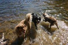 Dogs at Barney Lake