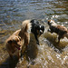 Dogs at Barney Lake