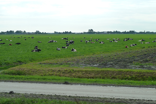 Travelling with the steam tram from Hoorn to Medemblik – Cows on their day jobs