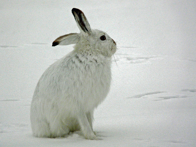 Wearing his winter coat