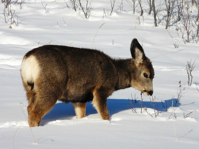 At home in the snow