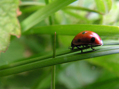 Lady bird