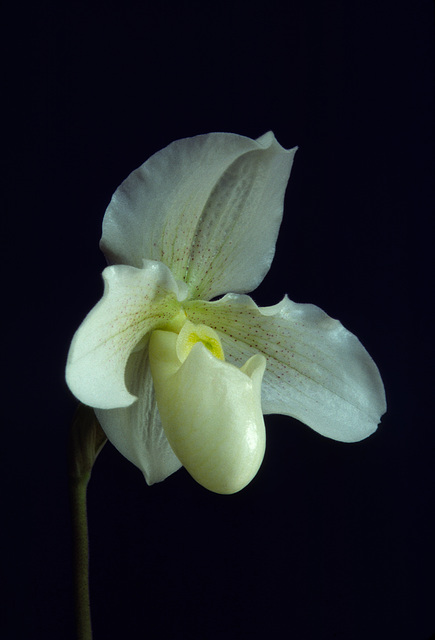 Paphiopedilum F. C. Puddle