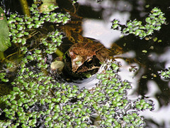 Mr Frog in my pond