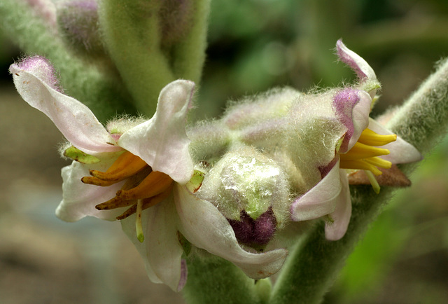 Naranjilla (Solanum quitoense)