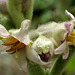 Naranjilla (Solanum quitoense)