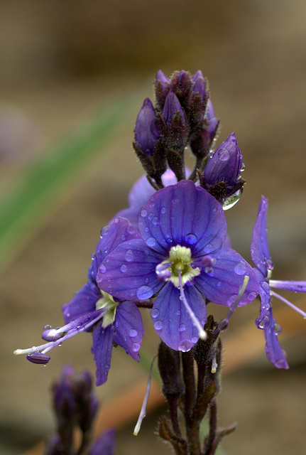 Cusick's Speedwell (Veronica cusickii)