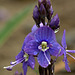 Cusick's Speedwell (Veronica cusickii)