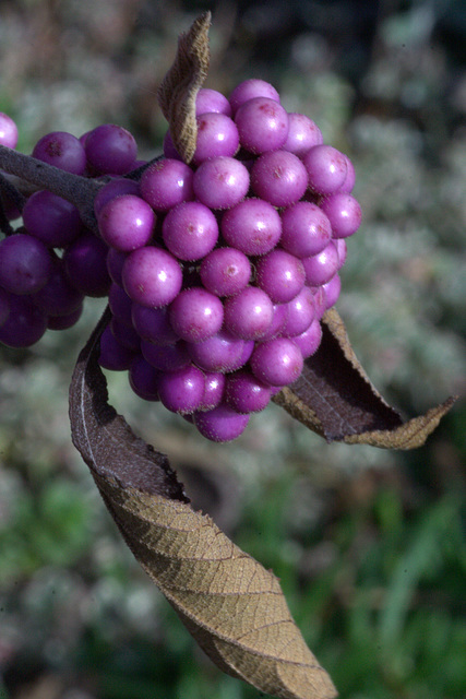 Beautyberry (Callicarpa bodinieri)