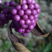 Beautyberry (Callicarpa bodinieri)