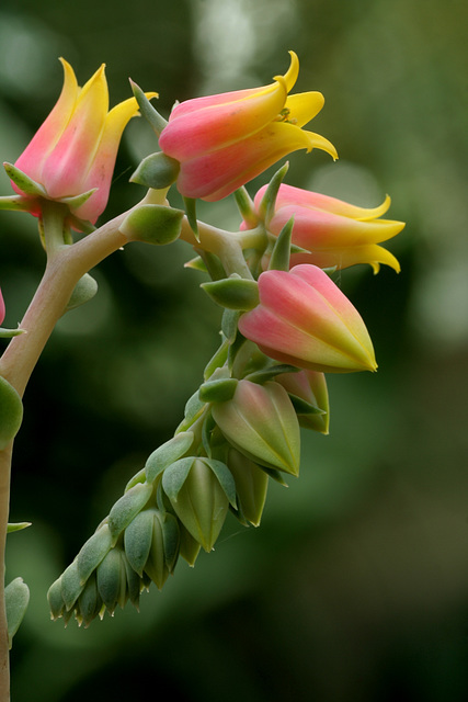 Echeveria secunda