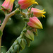 Echeveria secunda