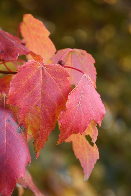 Autumn Color