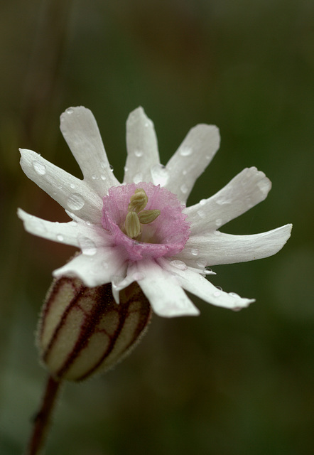 White Campion (Silene latifolia ssp. alba)