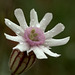 White Campion (Silene latifolia ssp. alba)