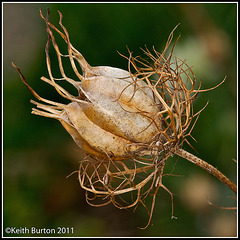 Seed head