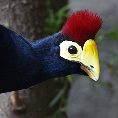 Ross's Turaco