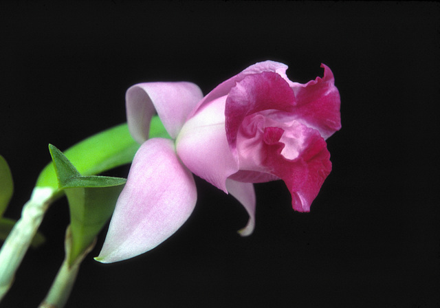 Laeliocattleya Janet