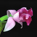 Laeliocattleya Janet
