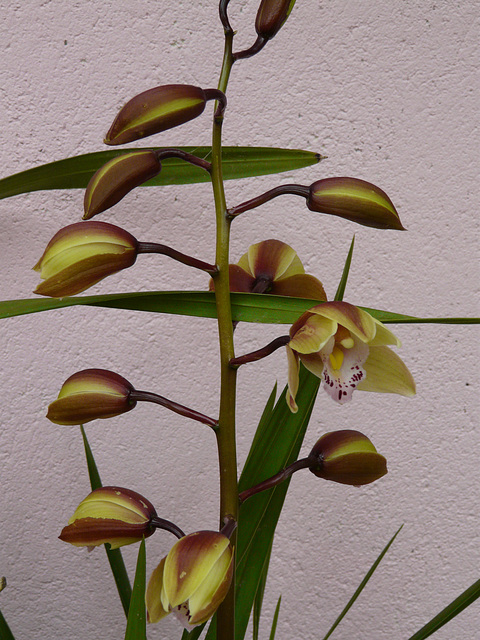 mon orchidée premières fleurs écloses
