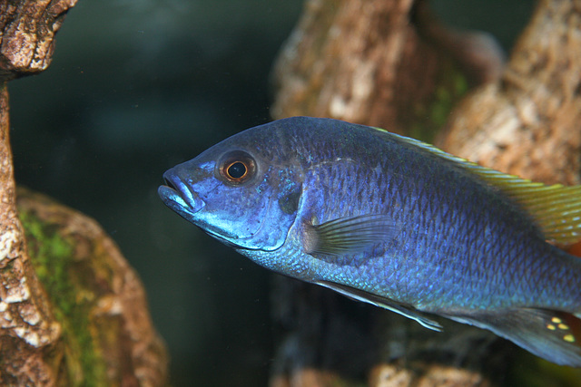 Yellow Tail Acei (Pseudotropheus acei) Yellow Tail Acei (Pseudotropheus acei)