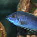 Yellow Tail Acei (Pseudotropheus acei)