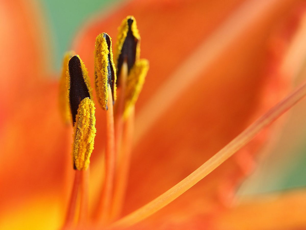 Daylily Detail