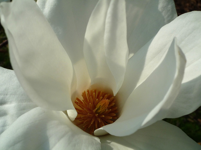 Magnolia