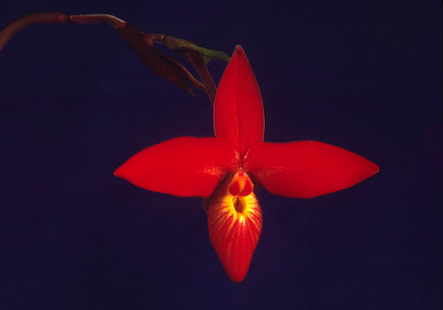 Phragmipedium besseae