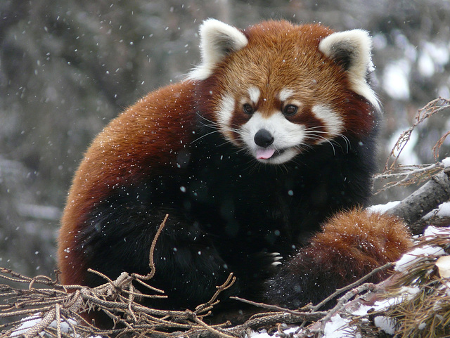 I love catching snowflakes on my tongue