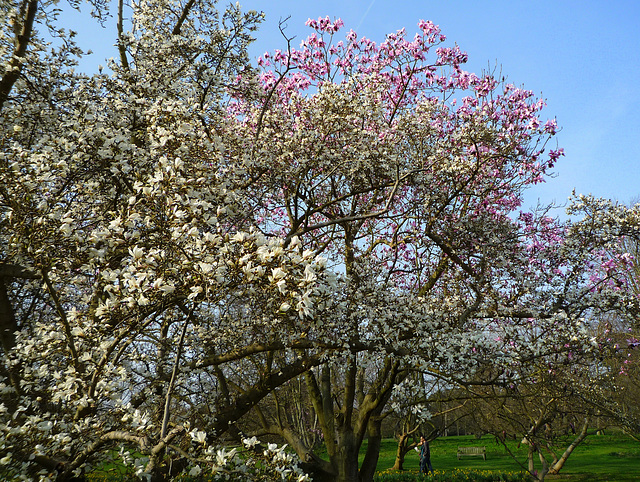 Magnolia