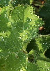 Lady's Mantle and Dewdrops